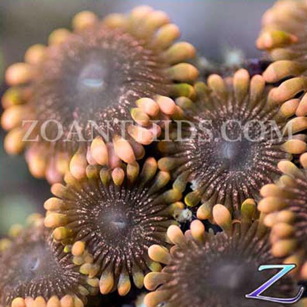 Rendezvous Zoanthids