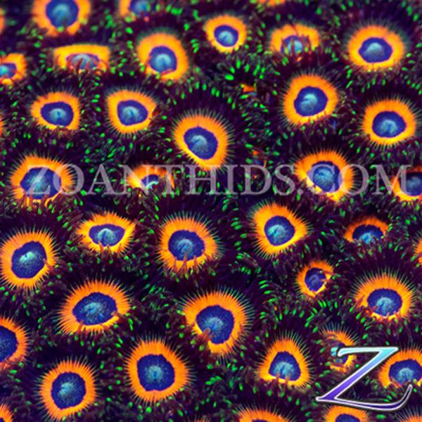 Reverse Rasta Zoanthids