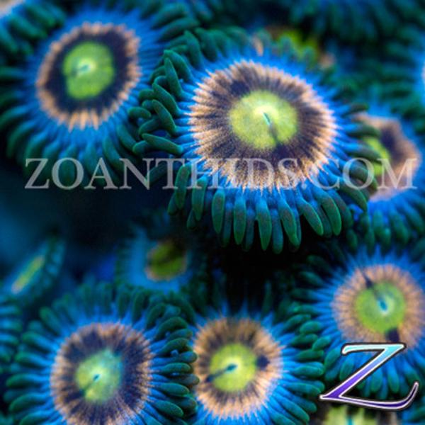 Rockefeller Zoanthids