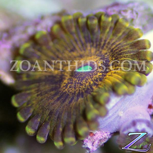 Scarface Zoanthids
