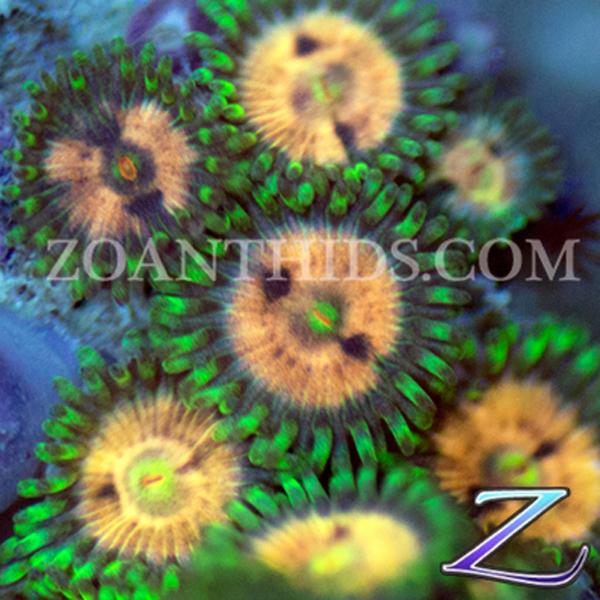 Scary Canary Zoanthids