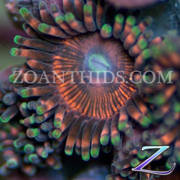 Scary Cherries Zoanthids