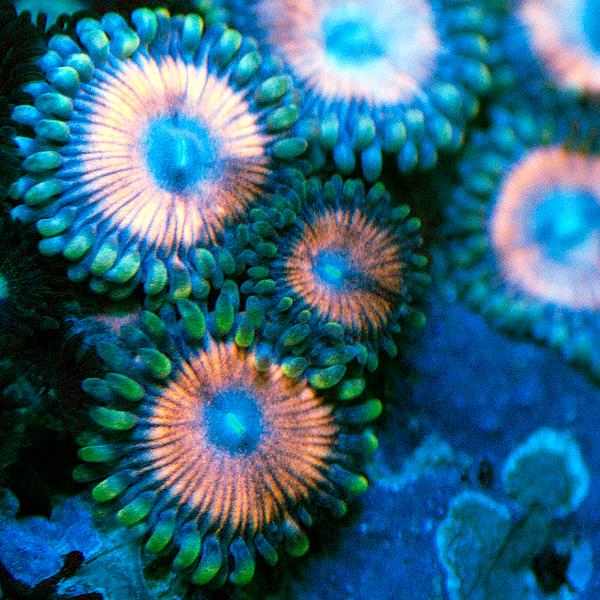 Scooby Doos Zoanthids