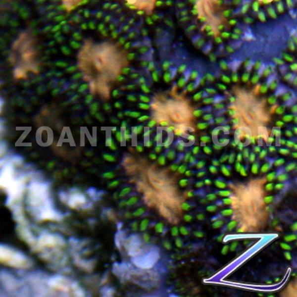 Scorpions Zoanthids