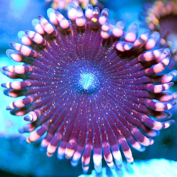 Serenity Zoanthids
