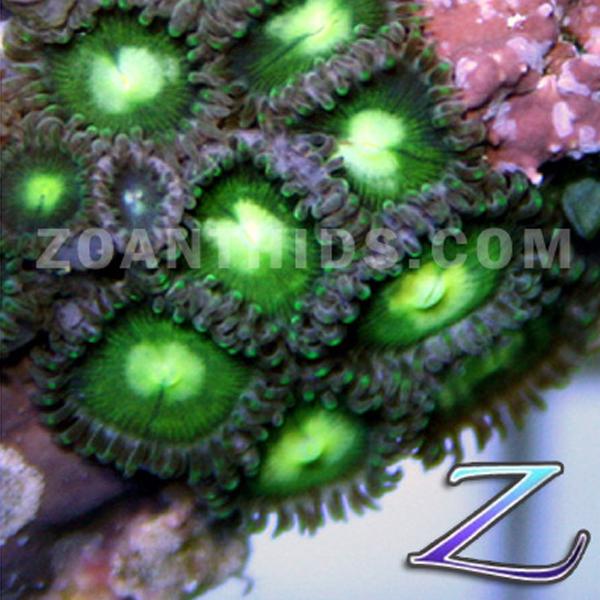 Shamrock Zoanthids