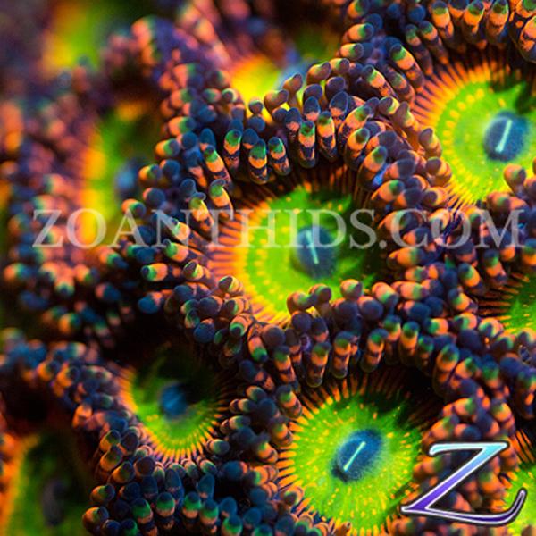 Shazam Zoanthids