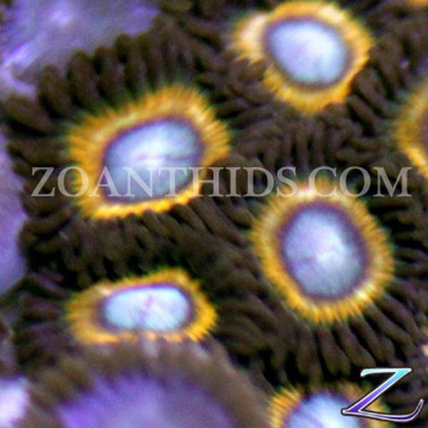 Shell Shocked Zoanthids