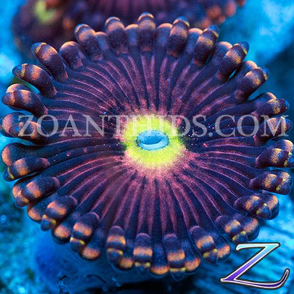 Shimmies Zoanthids