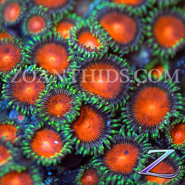 Shiznits Zoanthids