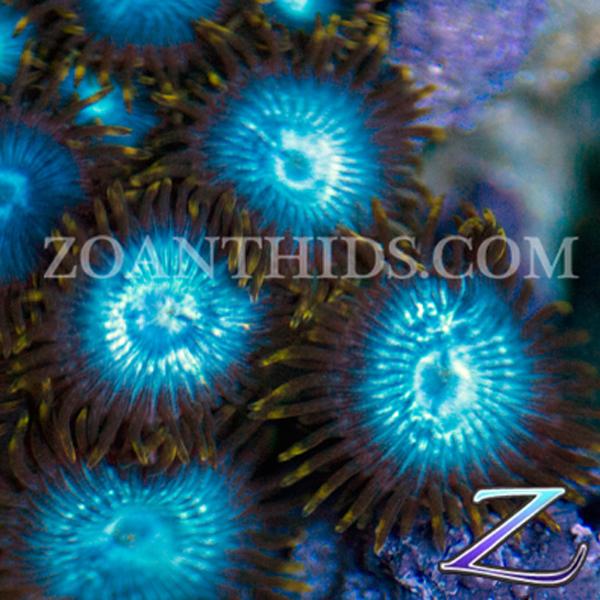 Smurfs Blood Zoanthids