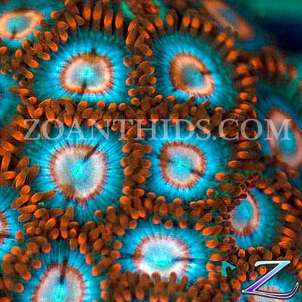 Snitches Zoas