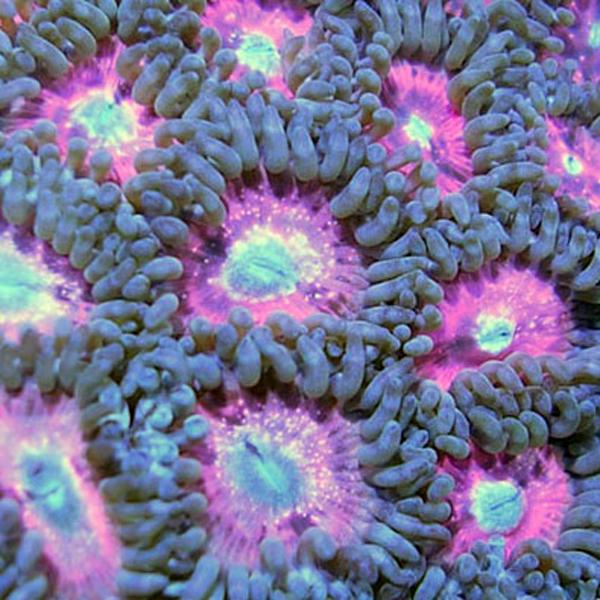 Sparkling Pink Explosion Zoanthids