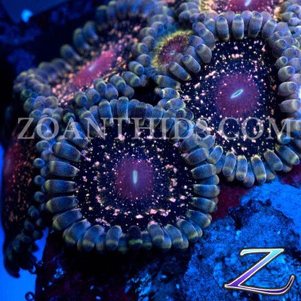 Sparkling Sangria Zoanthids