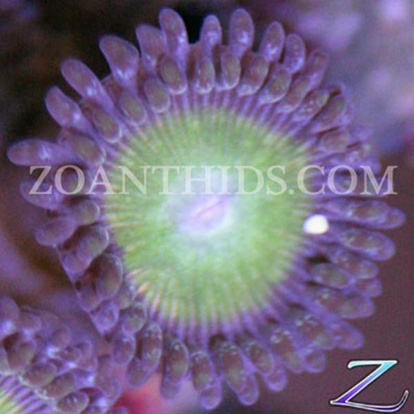 Spartans Pride Zoanthids