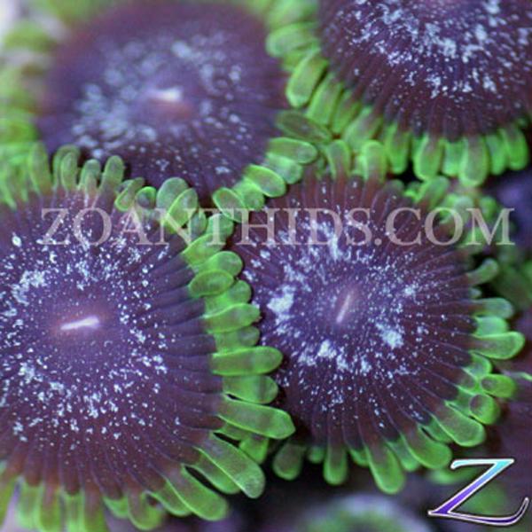 Speckled Joker Zoanthids