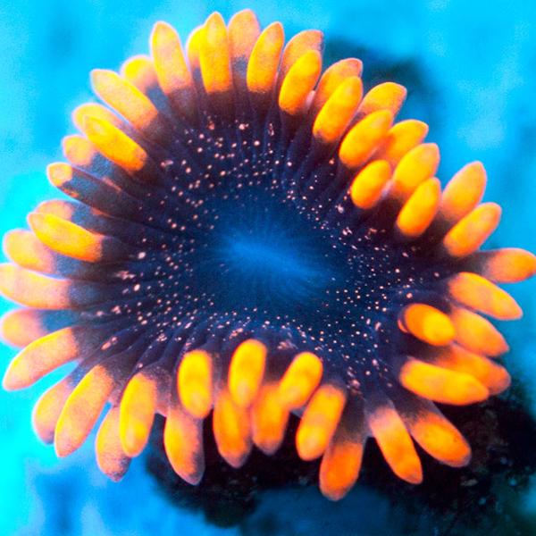 Speckled Lunar Zoanthids