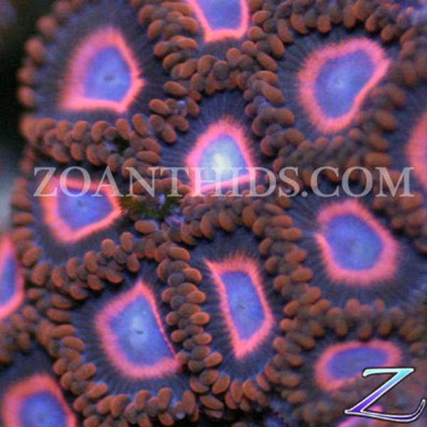 Spiderman vs Superman Zoanthids