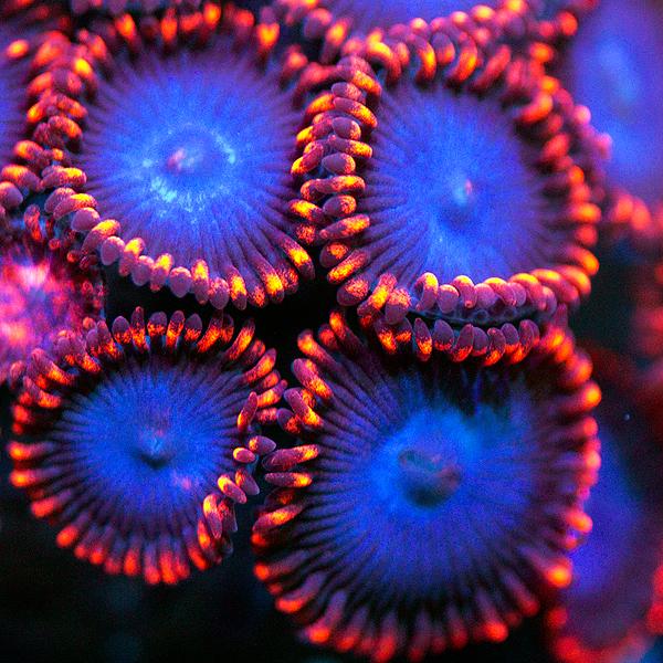 Spiderman Zoanthids