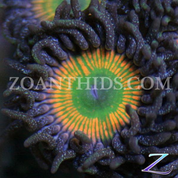 Ultra Sunny D Zoanthids