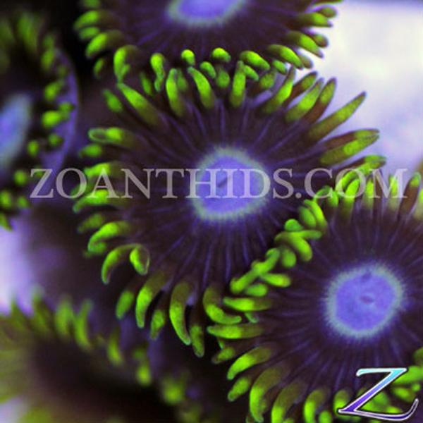 Supernova Zoanthids