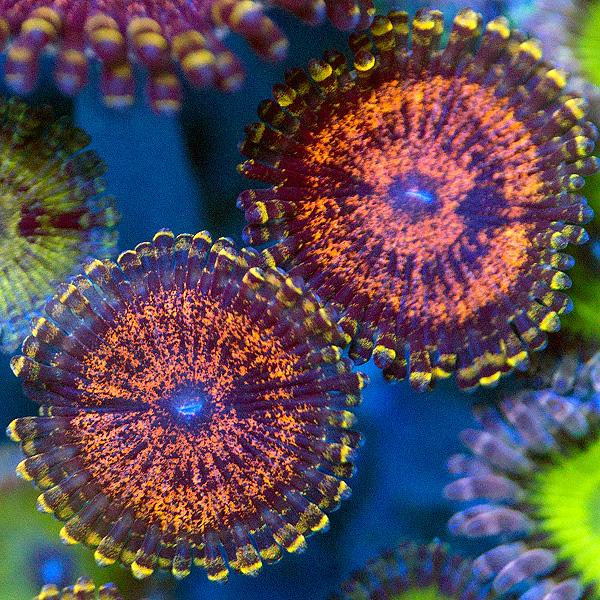 Swarm Zoanthids