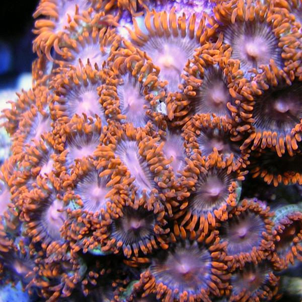 Sweetheart Zoanthids