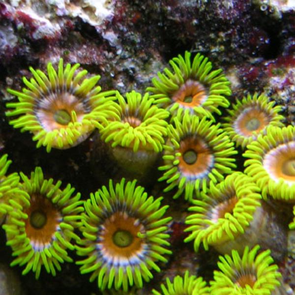 Tangerine Super Sun Zoanthids