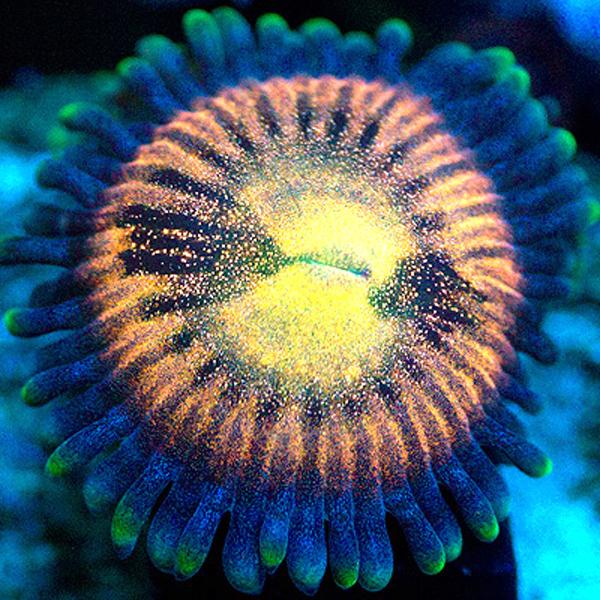 Tango Foxtrot Zoanthids