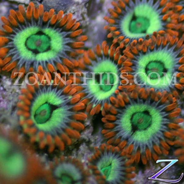 Tarnation Zoanthids