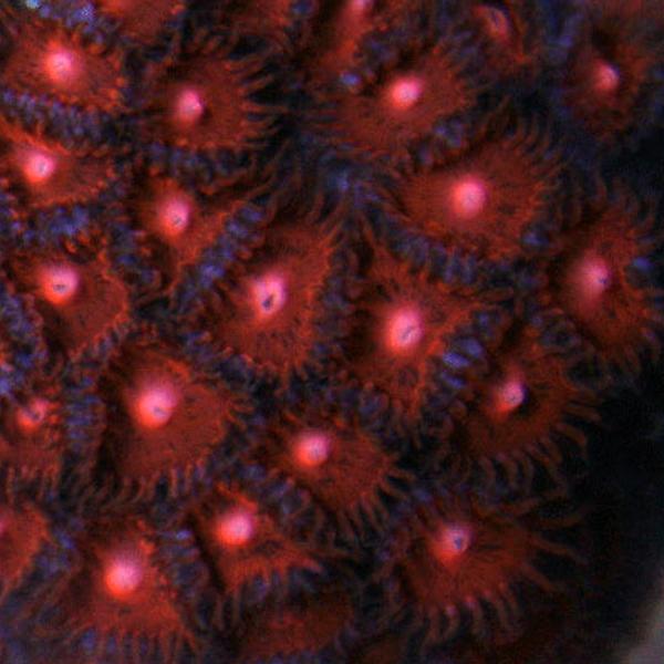 Tigers Blood Zoanthids