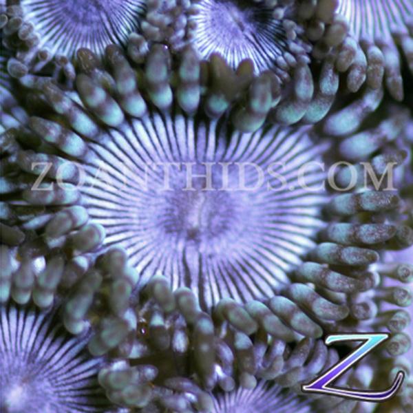 Tighty Whitey Zoanthids