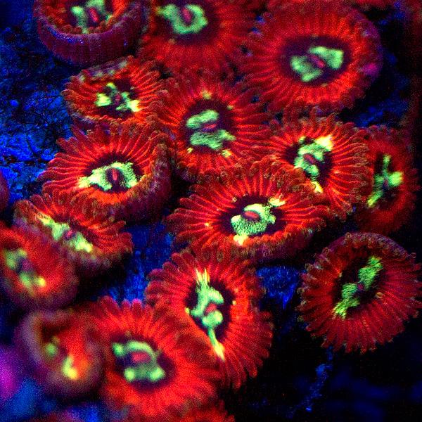 Time Warp Micro Zoanthids