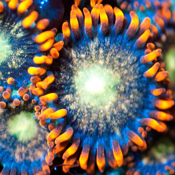 Titans Zoanthids