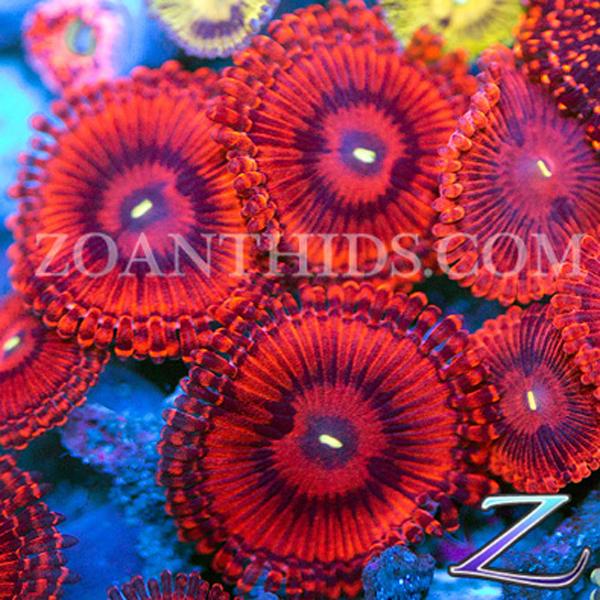 TKOs Zoanthids