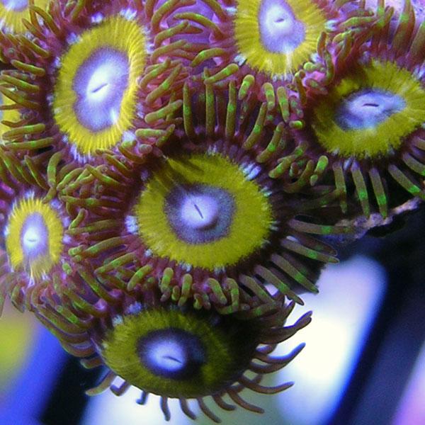 Toxic Yellow Zoanthids