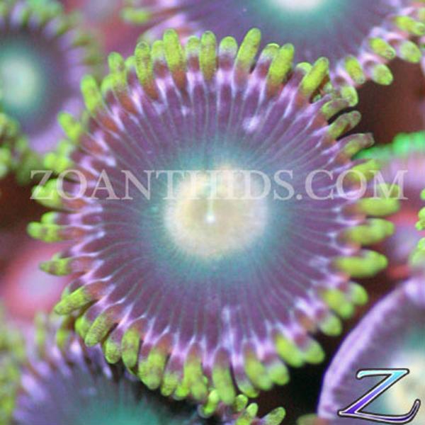 Tractor Beam Zoanthids