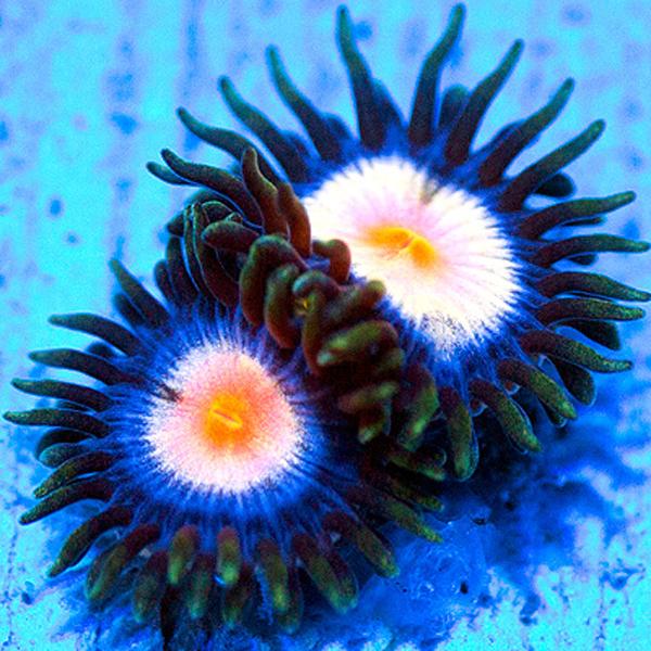 Tremor Zoanthids