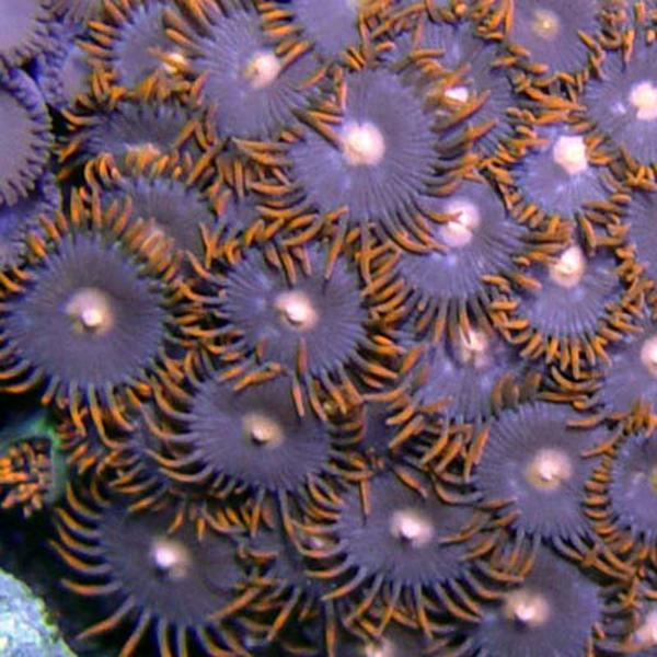 Triathlon Zoanthids