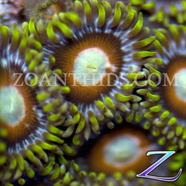 Triple Teasers Zoanthids