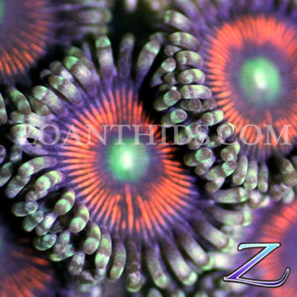 Tropic Thunder Zoanthids