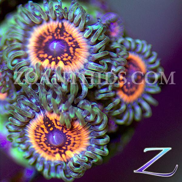 Tyree Armageddon II Zoanthids