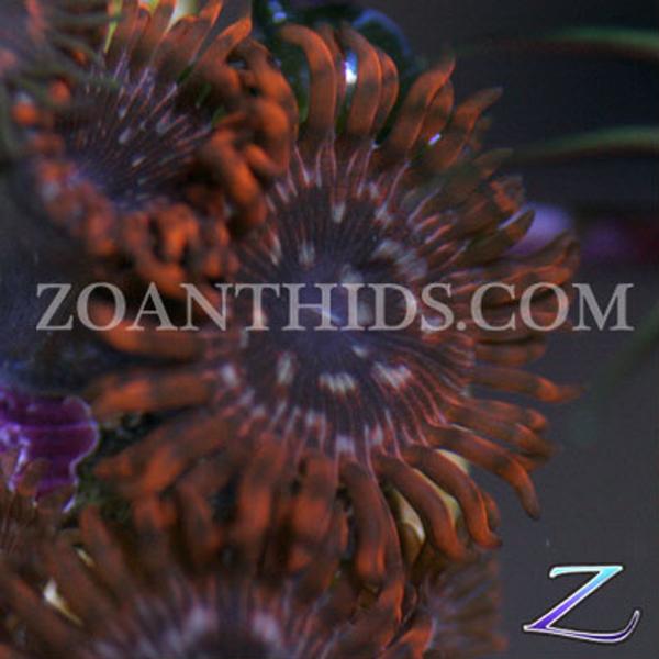 Utter Chaos Cousins Zoanthids