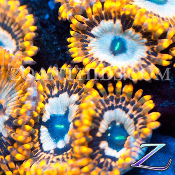 Utter Chaos Zombies Zoanthids