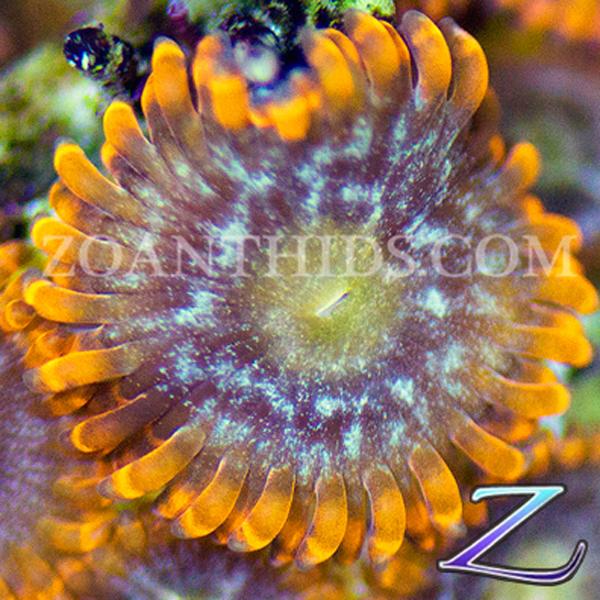 Utter Mary Zoanthids