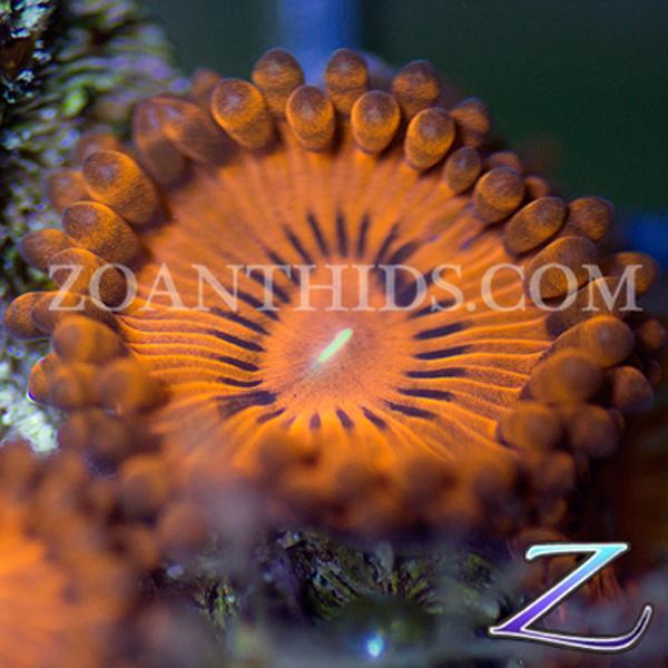Valentines Day Massacre Zoanthids