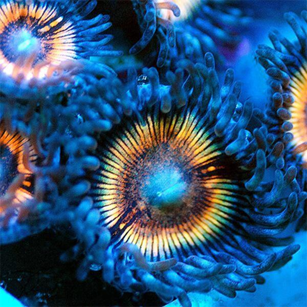 Vampire Killer Zoanthids
