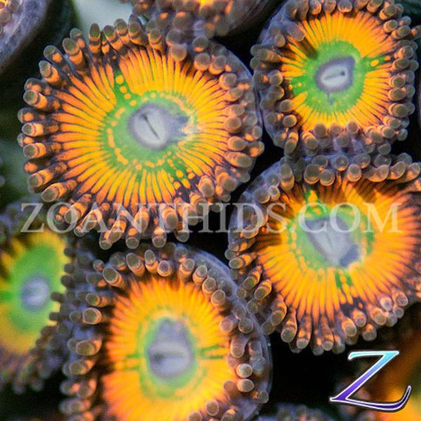 VooDoo Zoanthids