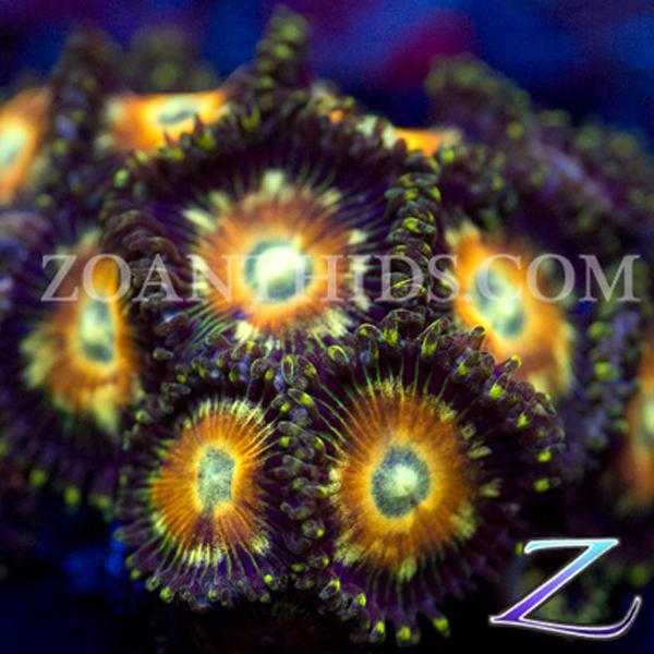 War Torn Zoanthids