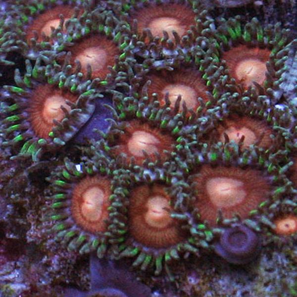 Watermelon Zoanthids